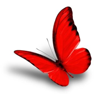 A Beautiful red butterfly - the symbol of ED recovery